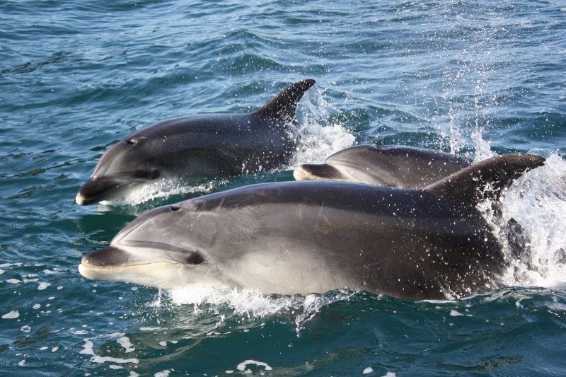 Explore Group Bay of Islands - Explore Group Bay of Islands Cnr Marsden Rd, Williams Road, and, Paihia 0200, New Zealand