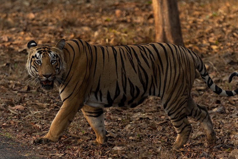 Avadale Tadoba - Avadale Tadoba Saras Resort, c/o, near the Main Entrance Gate Of Tadoba Andhari Tiger Reserve, Thanegaon, Maharashtra 442404, India
