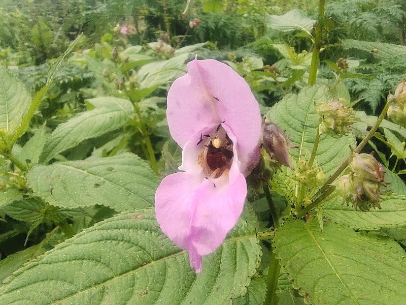 Madkote - Madkote, Uttarakhand 262554, India