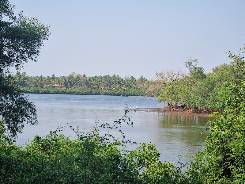 Chapora mangroves kayaking - Chapora mangroves kayaking MR2C+94R, Chikhli, Goa 403513, India