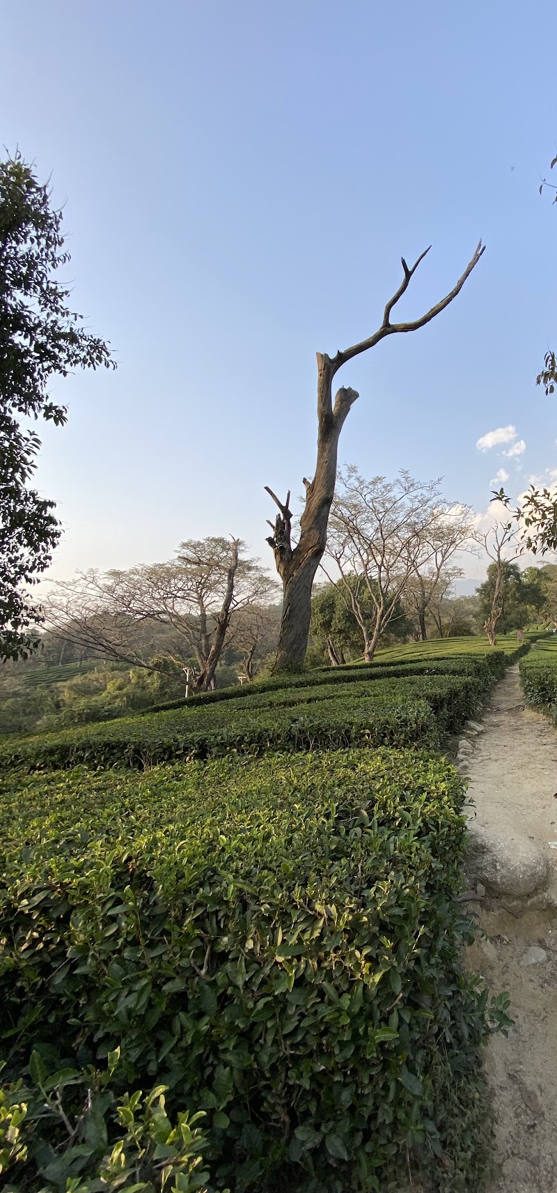 Tea Gardens Dharamshala Narghota - Tea Gardens Dharamshala Narghota, Narghota Road, Chilgari, Dharamshala, Himachal Pradesh 176215, India
