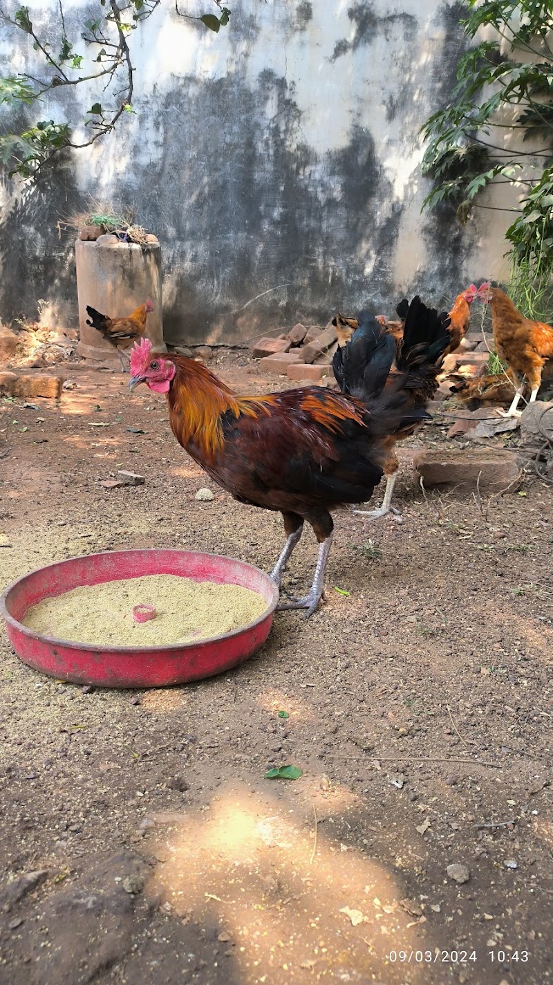 Kukdu ku farm kuthrel - Kukdu ku farm, Kuthrel, Chhattisgarh 491221, India