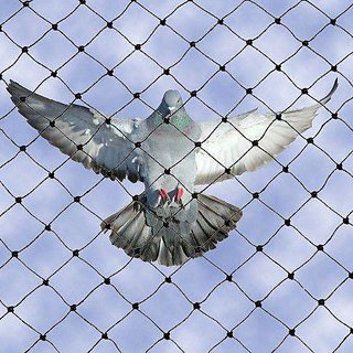 Safe Pest Control Services Pvt Ltd - Safe Pest Control Services Pvt Ltd, 53, MD Block, Ranoji Rao Road, S Cross Rd, Basavanagudi, Bengaluru, Karnataka 560004, India