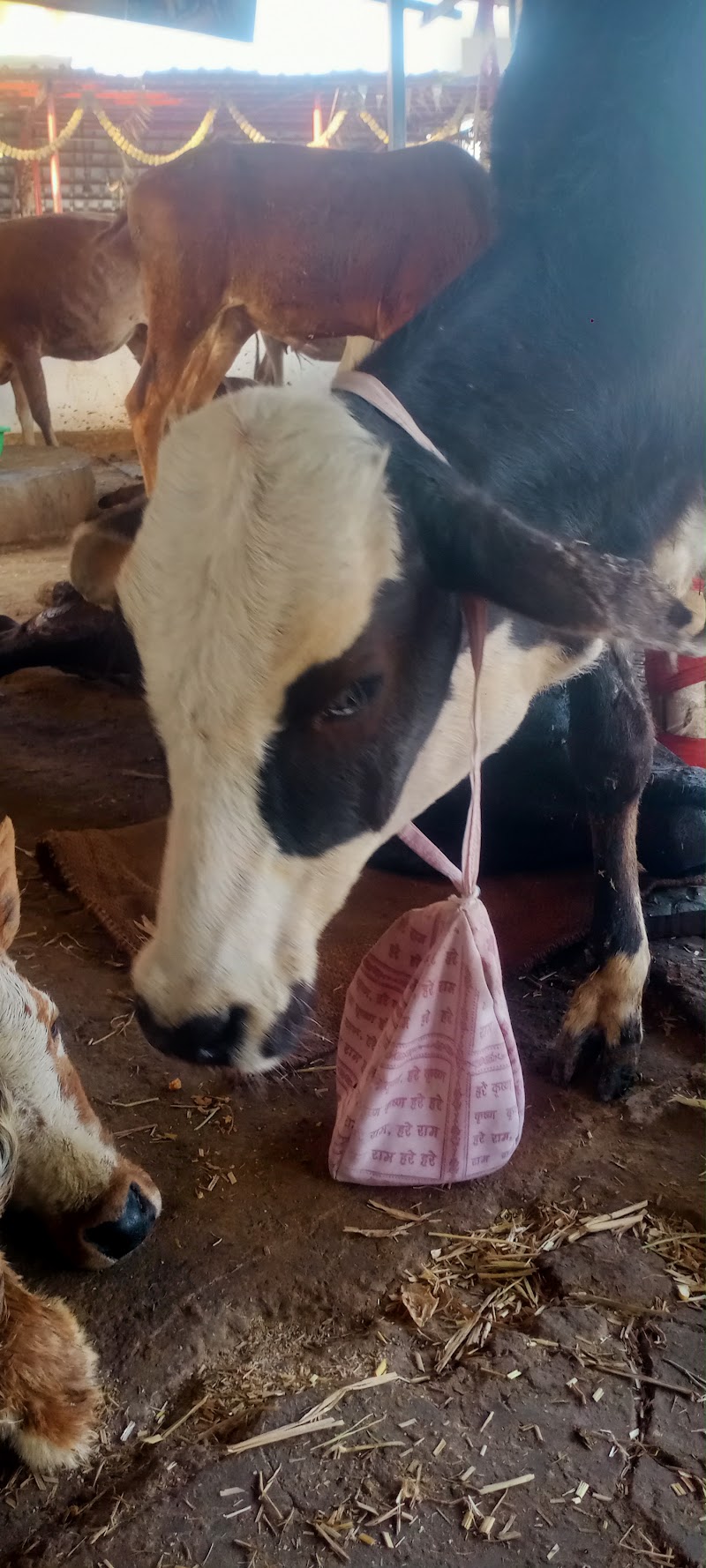 Sanidev gau seva dham - Sanidev gau seva dham, 24R8+CCH, Bilaspur, Chhattisgarh 495003, India