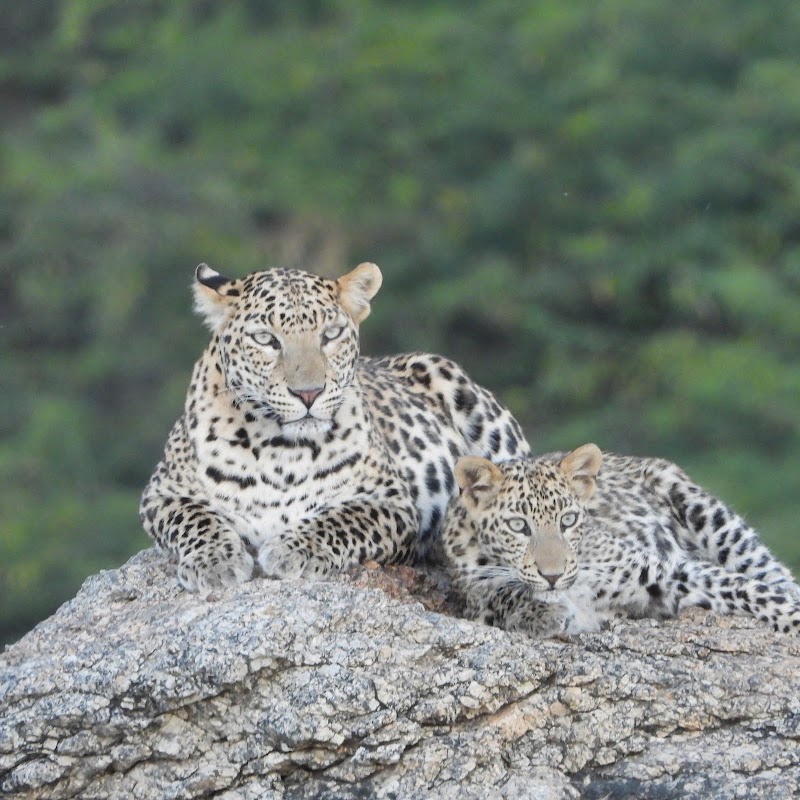 Jawai Jungle Leopard Safari - Jawai Jungle Leopard Safari Jawai safaris House Village-Jeewda ,Post -Sena, Jawai Bandh, Sumerpur, Rajasthan 306707, India