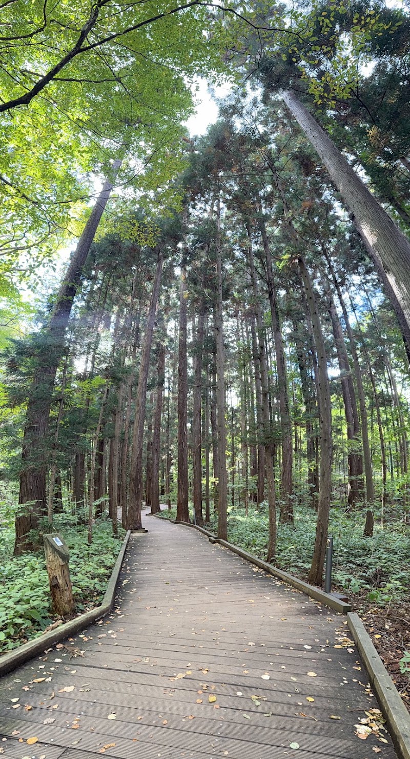 Maruyama Primeval Forest - Maruyama Primeval Forest, Miyagaoka, Chuo Ward, Sapporo, Hokkaido 060-0000, Japan