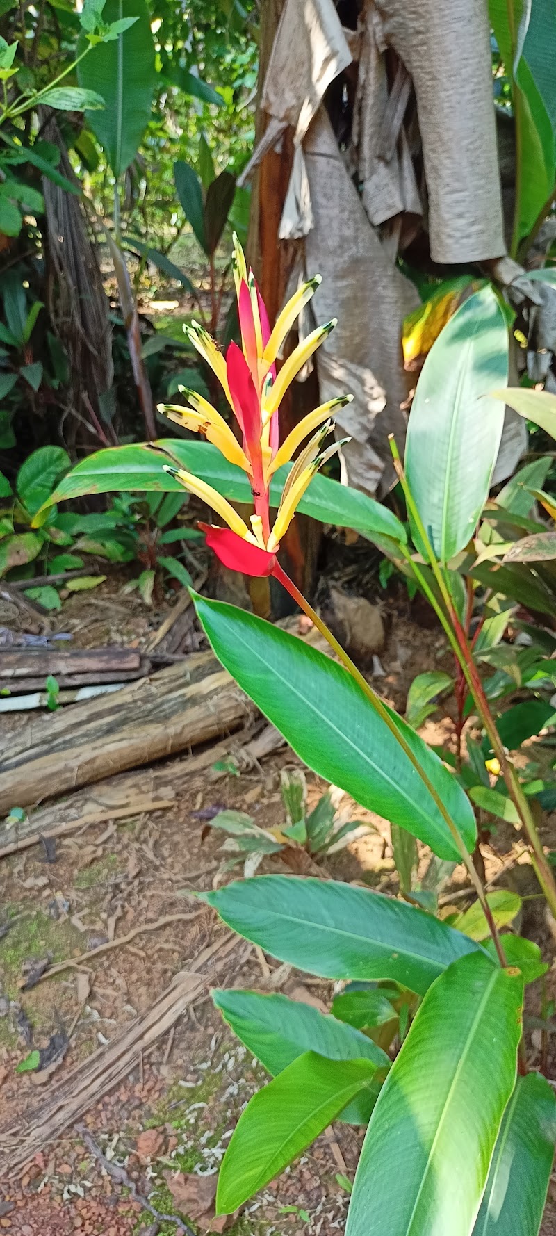 Sahakari Spice Farm - Sahakari Spice Farm C26G+23G, Panjim - Belagavi Main Rd, Curti, Ponda, Goa 403401, India