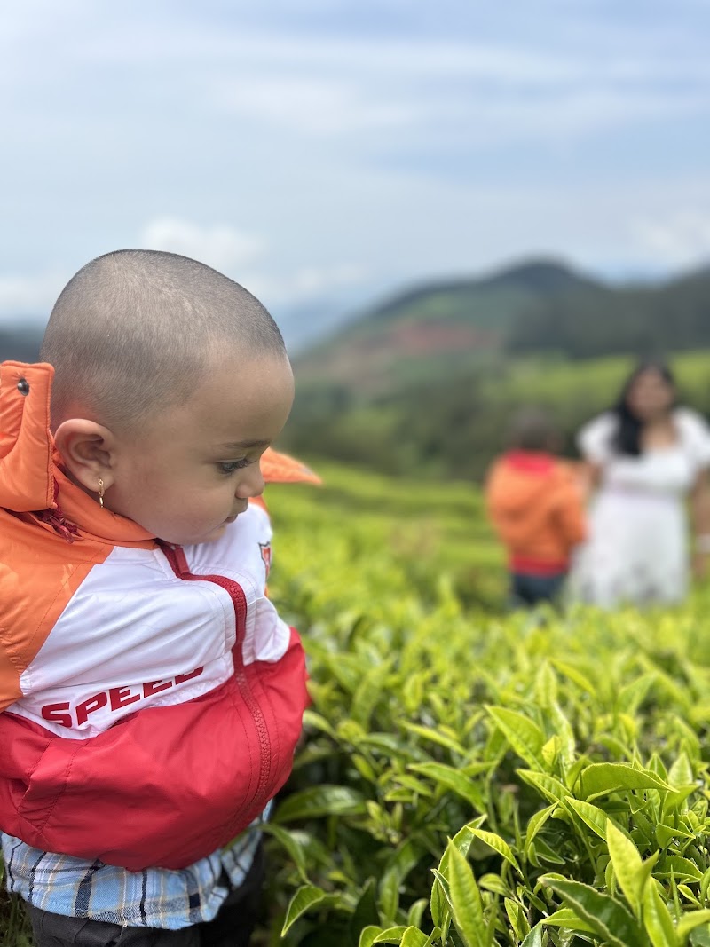 Tea plantation - Tea plantation 8RX9+WQ, Coonoor, Tamil Nadu 643101, India