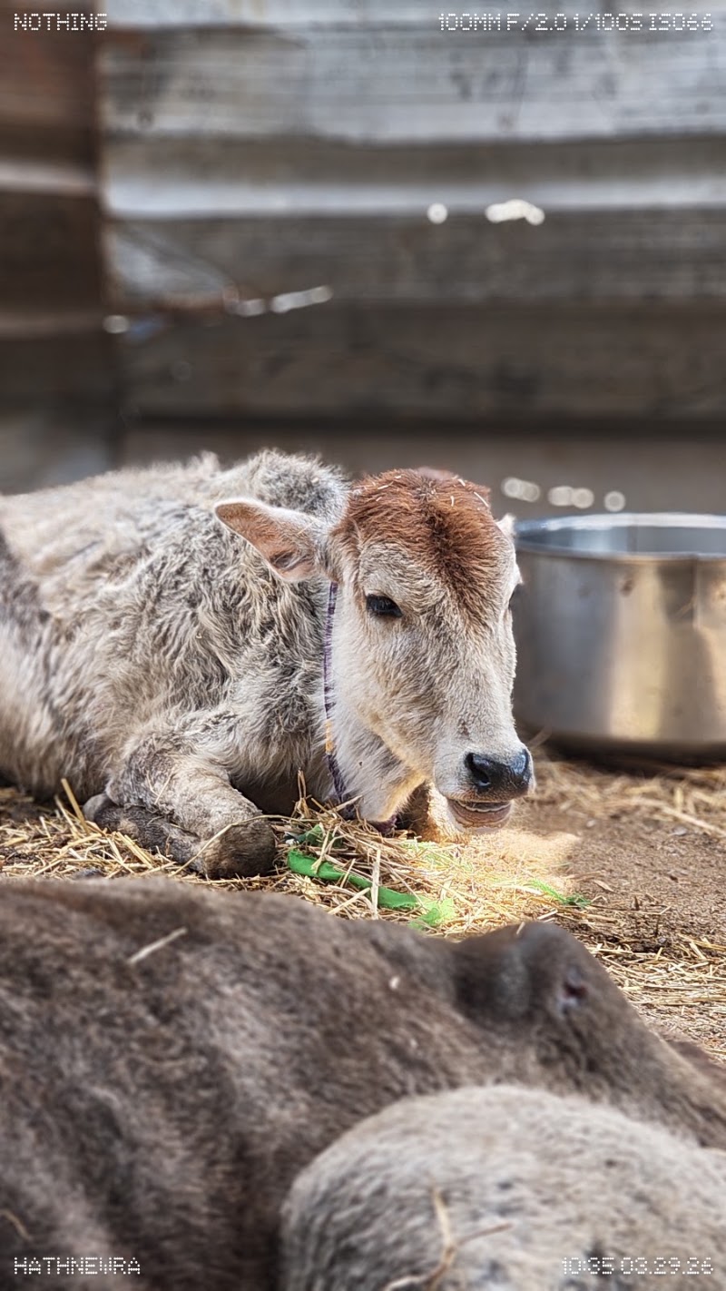 Gau seva hathnewra - Gau seva hathnewra, XMQH+5M8, Hathnewra, Chhattisgarh 495671, India