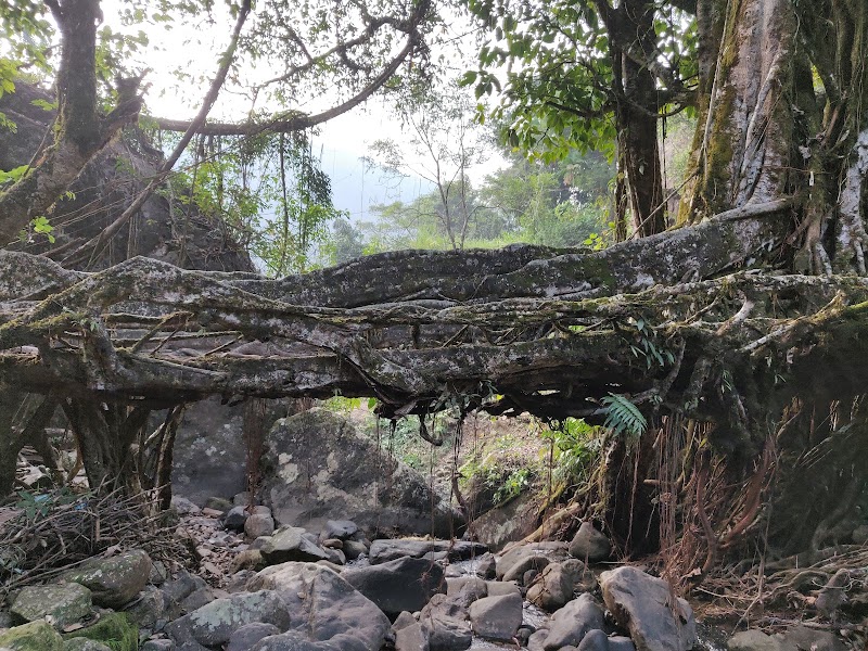 Double Decker Living Root Bridge Meghalaya - Double Decker Living Root Bridge Meghalaya 7M2C+GQ5, Nongriat, Meghalaya 793108, India