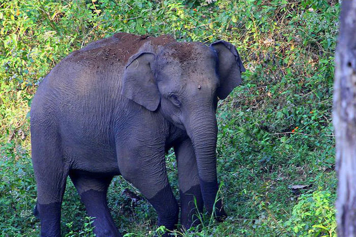Jungle Holidayz - Jungle Holidayz Jungle Holidayz, Tours & Travels, Mavanalla ( P.O ),, Masinagudi,, Nilgiris, Masinagudi, Tamil Nadu 643223, India