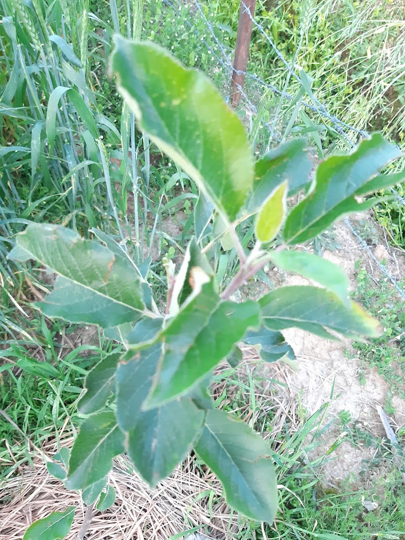 PANDAV APPLE ORCHARD - PANDAV APPLE ORCHARD, Pandav Niwas,VPO Sullah, Sullah, Majhakra, Himachal Pradesh 176085, India