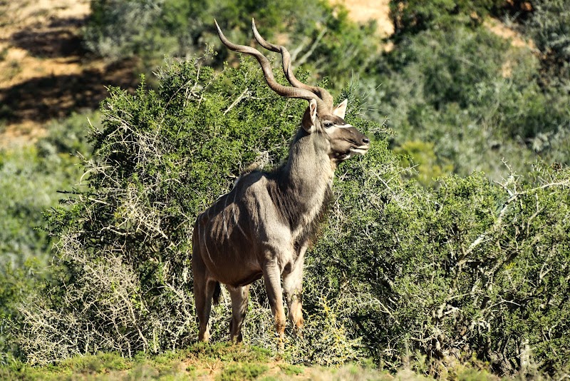 Addo Elephant National Park - Addo Elephant National Park South Africa