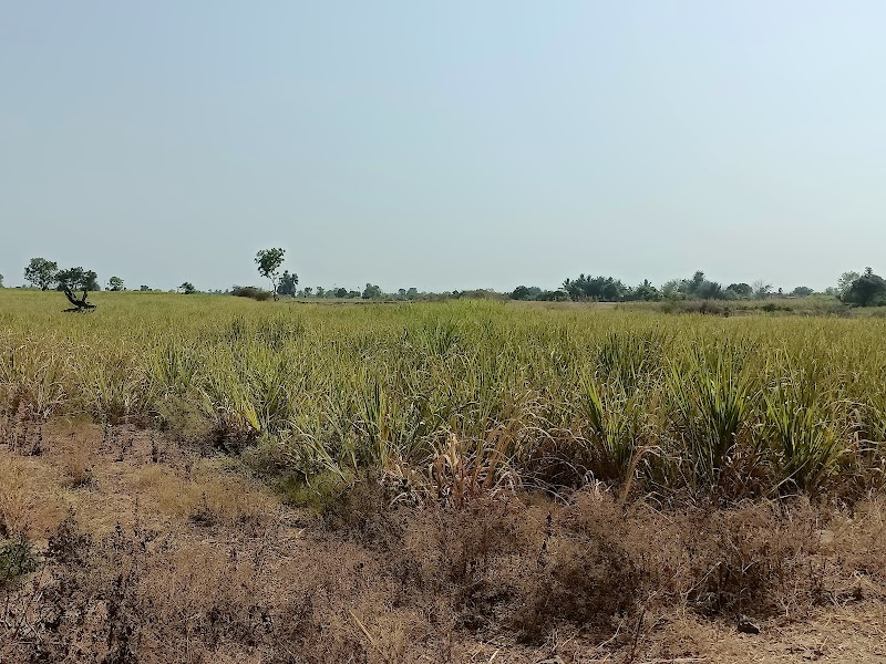 Home - Home, M9M3+83, Amble, Nhavare, Maharashtra 412211, India