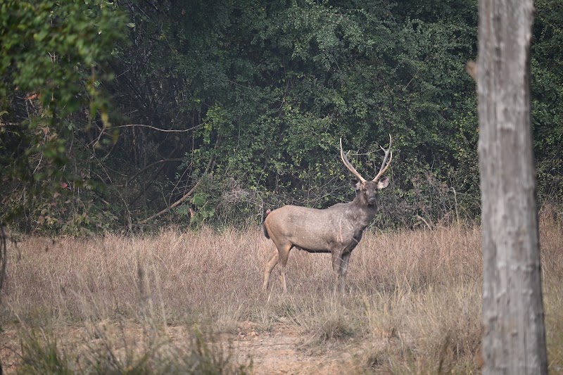 Tadoba Moharli Gate (Core Zone) - Tadoba Moharli Gate (Core Zone) 58RM+QXP, Moharli, Maharashtra 442404, India