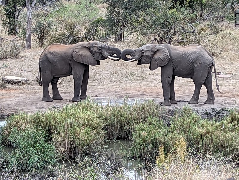 Klaserie Private Nature Reserve - Klaserie Private Nature Reserve, Hoedspruit, 1380, South Africa