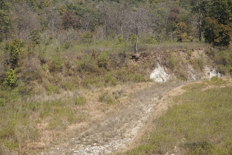 Bijrani Jungle Cottages by VEDAM - Bijrani Jungle Cottages by VEDAM C47H+6V, Dogadda Range, Uttarakhand 244715, India