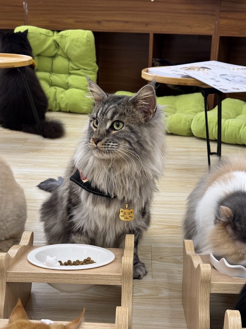Cats Tea Room Tsuen Wan - Cats Tea Room Tsuen Wan Hong Kong, Tsuen Wan, Chung On St, 110號1樓