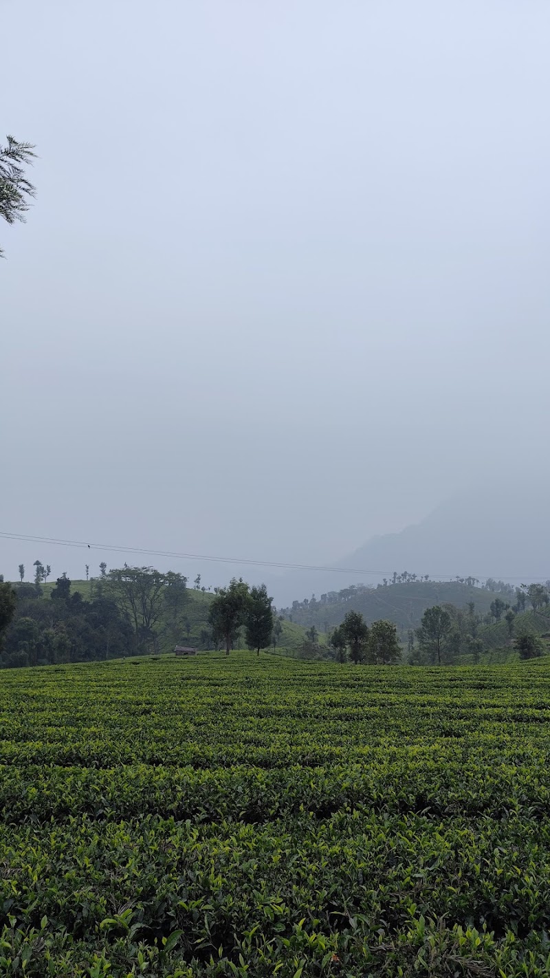 Government Tea Estate