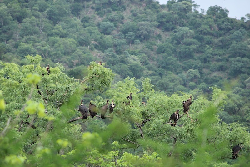 Moyar valley - Moyar valley HX2Q+MRJ, Talamalai R.F., Hallimoyar, Tamil Nadu 638451, India