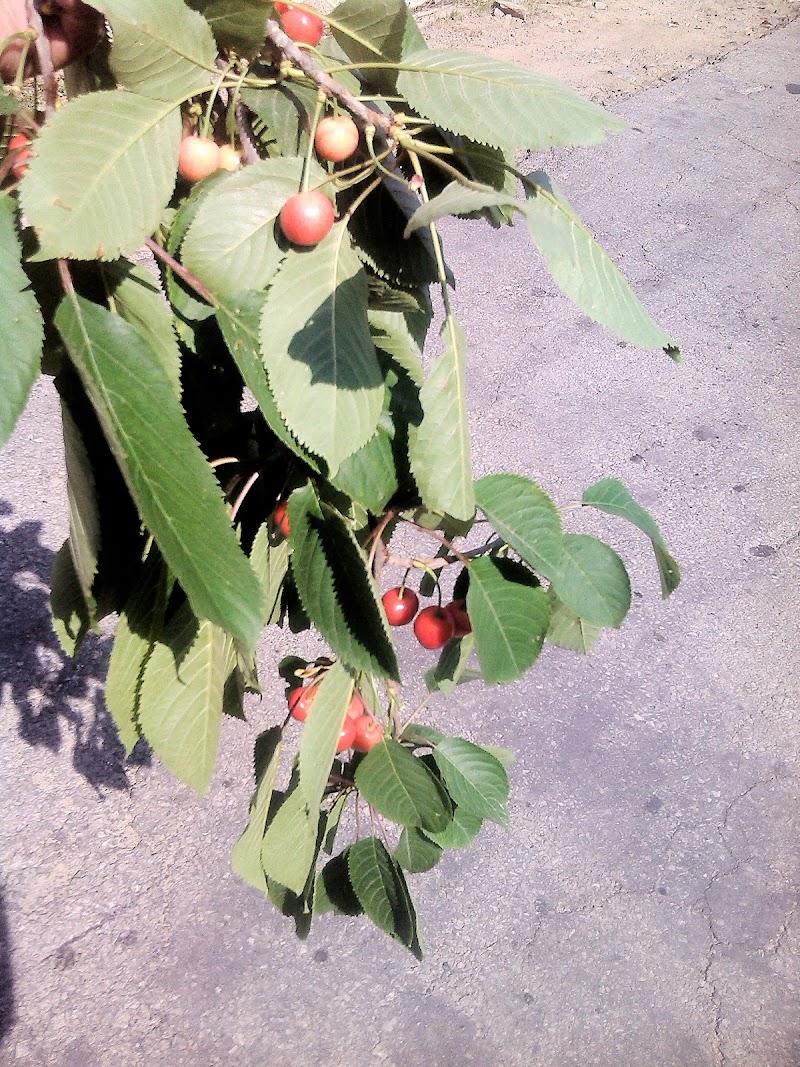 Thanadhar - Thanadhar, Himachal Pradesh 172030, India