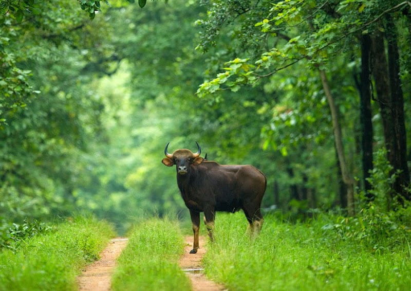 Barnawapara Wildlife Sanctuary - Barnawapara Wildlife Sanctuary, Unnamed Road, Nanwapara, Chhattisgarh 493551, India