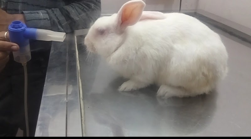 Petsvet animal hospital