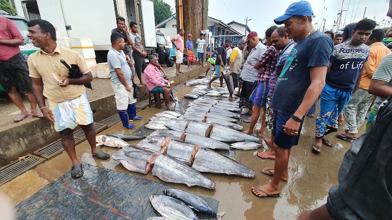 Mirissa Fisheries Harbour - Mirissa Fisheries Harbour 81740 Harbour Road, Weligama 81740, Sri Lanka