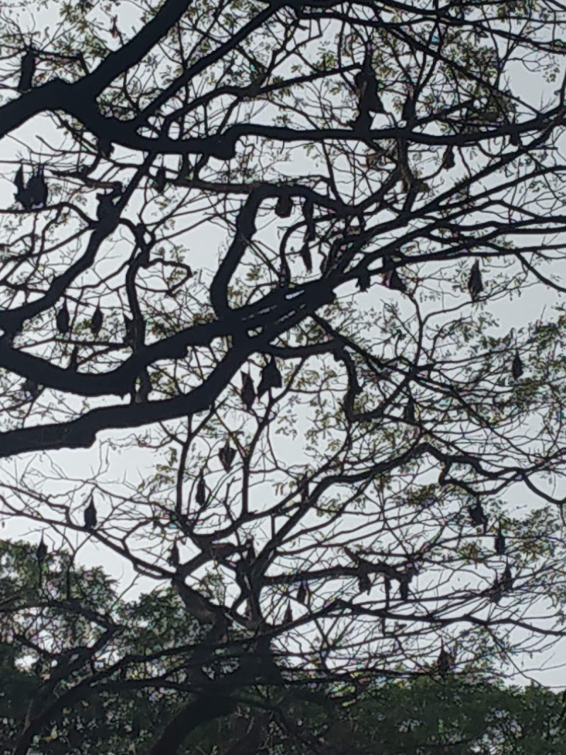 Mangalavanam Bird Sanctuary - Mangalavanam Bird Sanctuary High Ct Rd, Marine Drive, Kochi, Kerala 682018, India