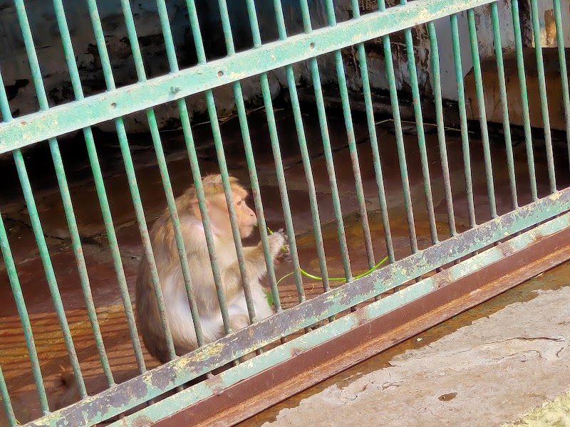 Kota Zoological Park - Kota Zoological Park Abhera Palace, Nanta Road, Chatra Vilas Garden, Nayapura, Kota, Rajasthan 323021, India
