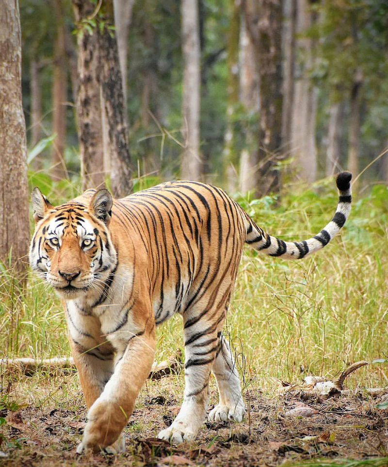 Pench National Park Turia Gate - Pench National Park, Turia Gate, Kohka, Madhya Pradesh 480881, India