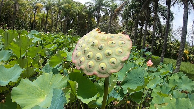 Pamplemousses - Pamplemousses, Mauritius