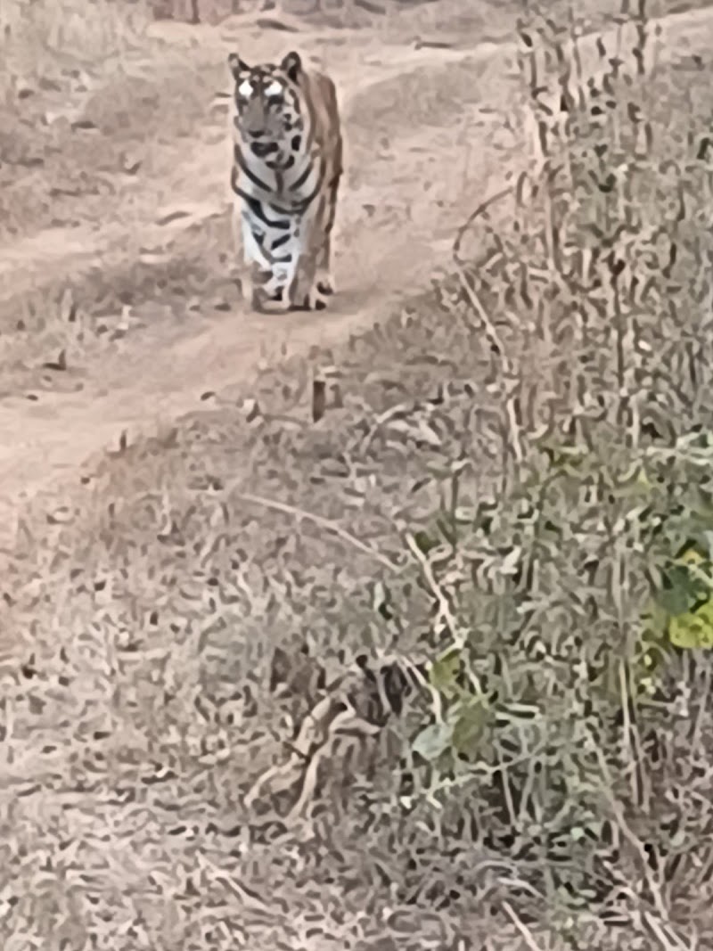 Panna Tiger Safari - Panna Tiger Safari, 40, Road, Mohan Nivas, Kunjvan, Panna, Madhya Pradesh 488001, India