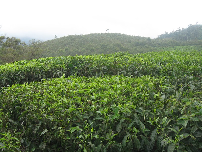 Talayar Tea Factory - Talayar Tea Factory 5442+FV8, Kannan Devan Hills, Kerala 685614, India