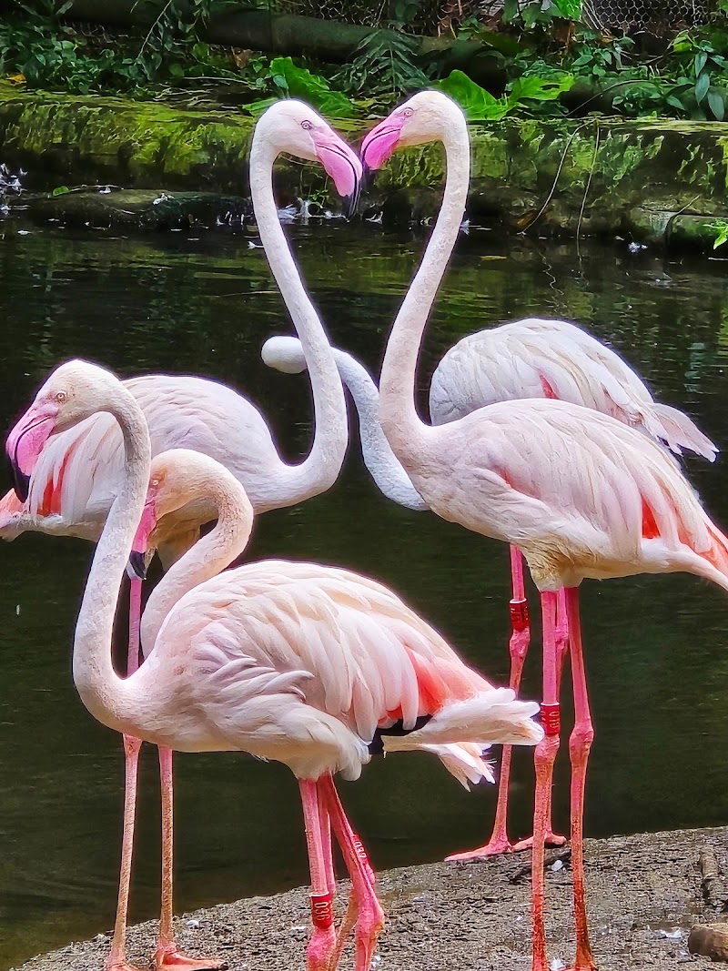 Taipei Zoo - Taipei Zoo, No. 30號, Section 2, Xinguang Rd, Wanxing Village, Wenshan District, Taipei City, Taiwan 116