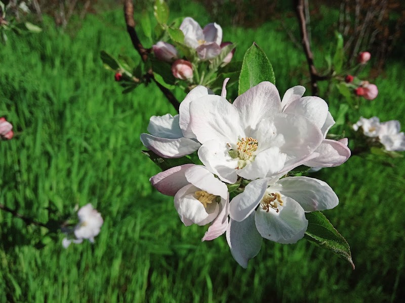 JAMWAL ORCHARDS - JAMWAL ORCHARDS, v.p.o seobagh tehsil and, Seobagh, Kais, Himachal Pradesh 175138, India