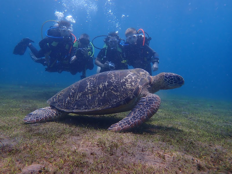 La Tortue Diving Center & Beach Resort Dauin - La Tortue Diving Center & Beach Resort Dauin, Masaplod Norte, Dauin, 6217 Negros Oriental, Philippines