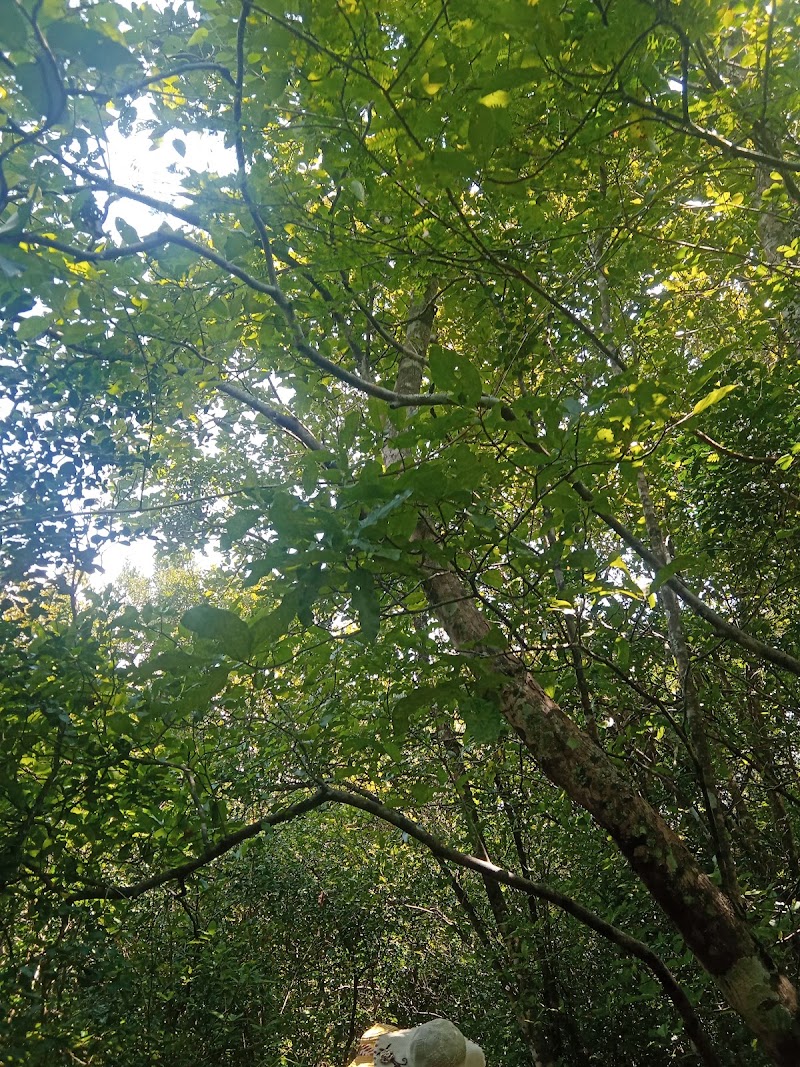 Popham's Arboretum - Popham's Arboretum Kandalama Road, Dambulla, Sri Lanka