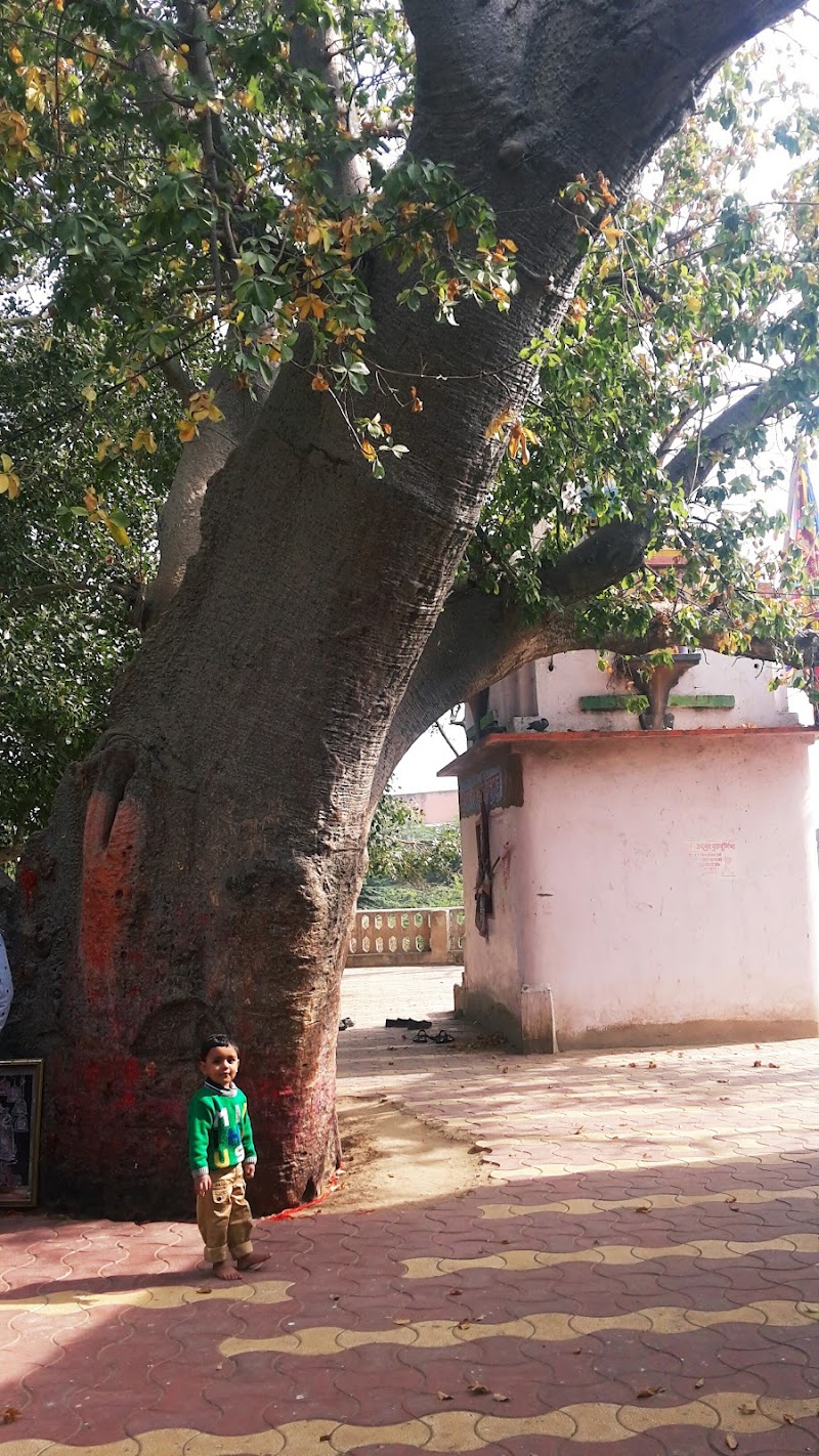 Kalp Vriksh Shiv Temple - Kalp Vriksh Shiv Temple, FJJX+MW4, Sarveshwar Nagar, Ajmer, Rajasthan 305001, India