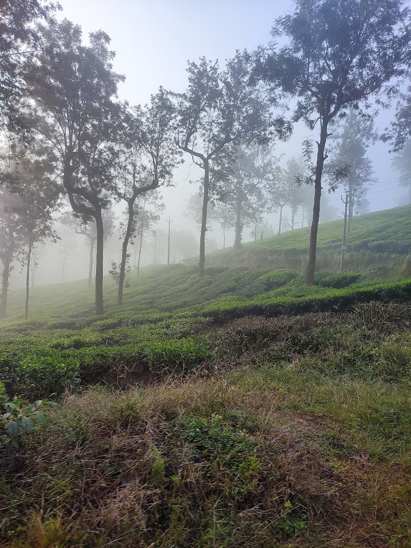 Wayanad Guide - Wayanad Guide, Meppadi, Natham Kuni, Kalpetta, Meppadi, Keralam 673577, India