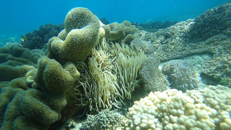 Apo Island - Apo Island, Dauin, Negros Oriental, Philippines