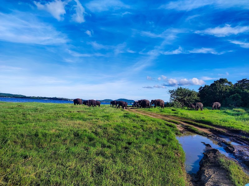 Minneriya National Park - Minneriya National Park Sri Lanka
