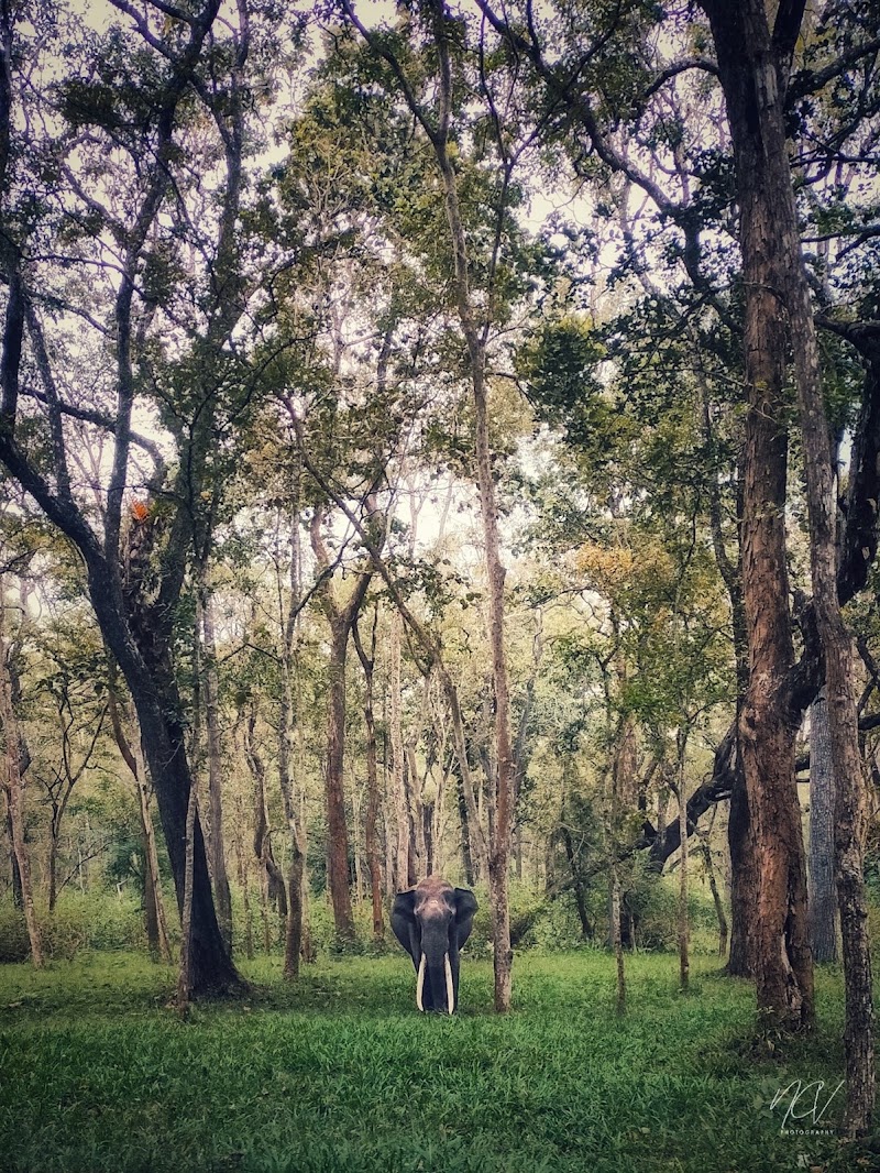 Muthanga Forest - Muthanga Forest M999+JRJ, Wayanad, Muthanga, Kerala 673592, India