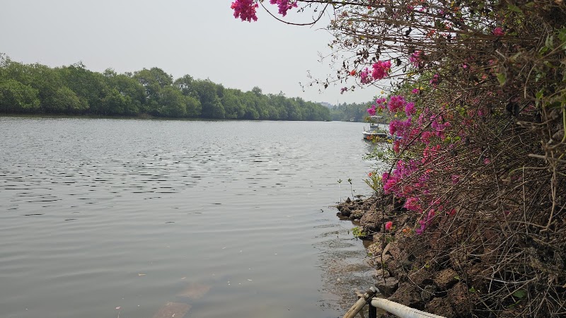 Chapora mangroves kayaking - Chapora mangroves kayaking MR2C+94R, Chikhli, Goa 403513, India