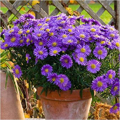Pramukh Nursery - Pramukh Nursery, Nilkanth Farm House, Ring Road, near Yatri Niwas Hotel, Silvassa, Dadra and Nagar Haveli and Daman and Diu 396230, India