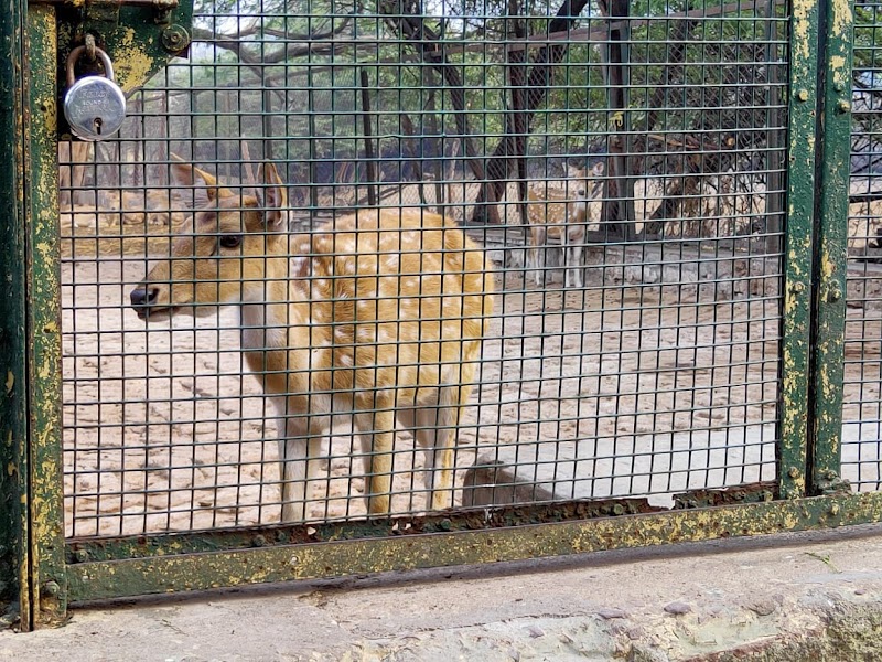 Kota Zoological Park - Kota Zoological Park Abhera Palace, Nanta Road, Chatra Vilas Garden, Nayapura, Kota, Rajasthan 323021, India