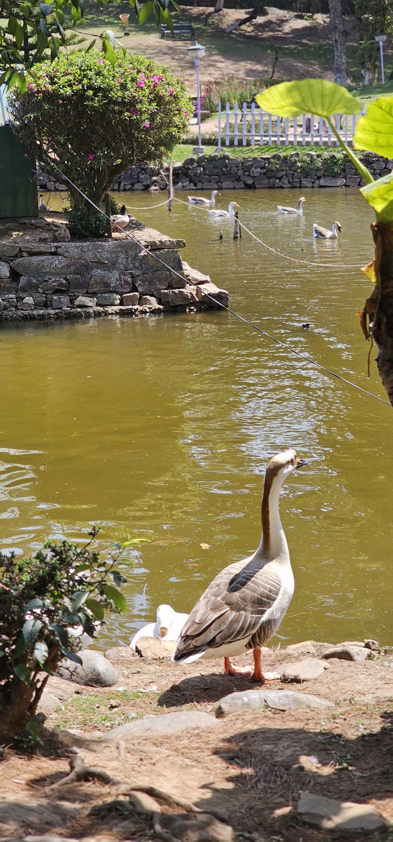 Ward’s lake - Ward’s lake HVGP+3RF, Police Bazar, Shillong, Meghalaya 793001, India