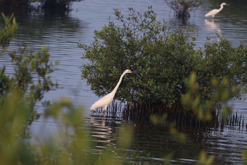 Bird Watching Area, Bhandup West (BPS) - Bird Watching Area, Bhandup West (BPS) 4XR7+QV6, Mulund East, Mumbai, Maharashtra 400042, India