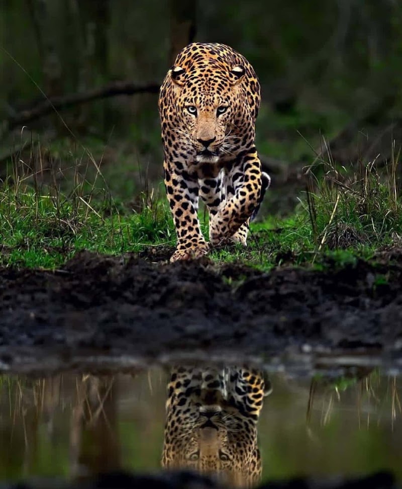 Kabini Reservoir - Kabini Reservoir, Sondipura, Karnataka 571116, India