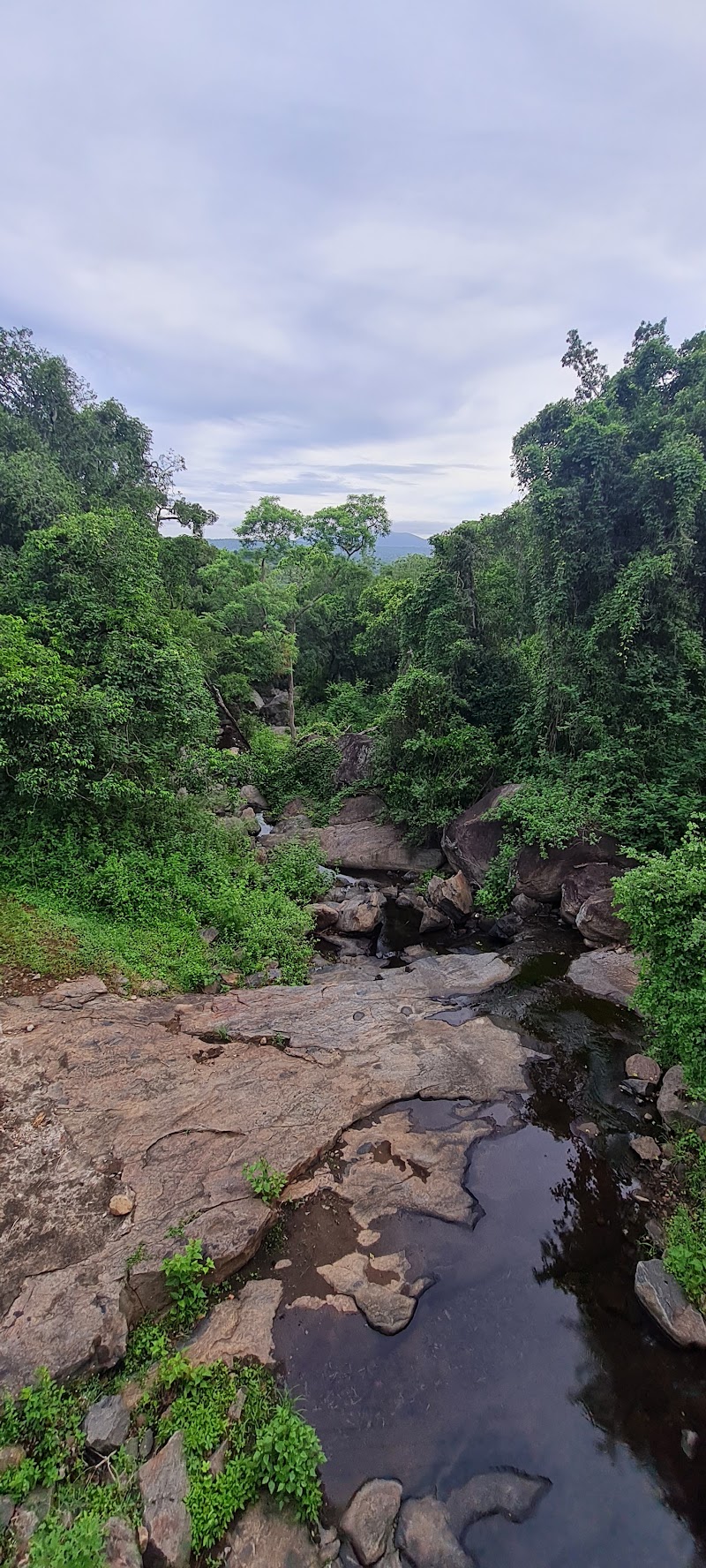 Nilgiris Biosphere Reserve - Nilgiris Biosphere Reserve HQF4+78G, Mudumalai, Ebbanad, Tamil Nadu 643223, India